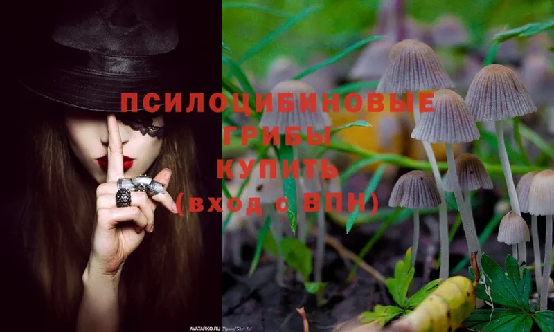 купить   Жигулёвск  Псилоцибиновые грибы Psilocybine cubensis 